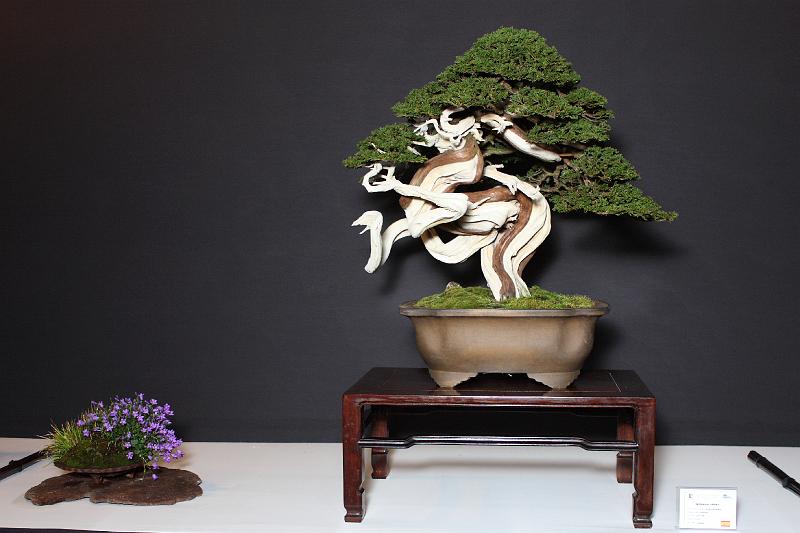 Bonsai, cay the, cay canh nghe thuat, cây cảnh nghệ thuật